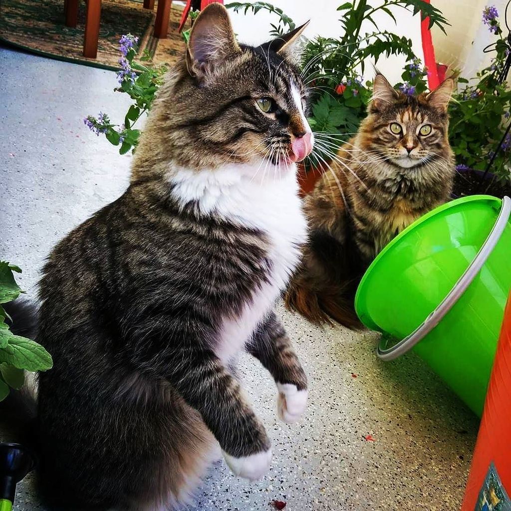 MaaunTheCat's tweet photo. Oh dear...Mojo is licking his nose again... #mainecoon #petstagram 
#catthoughts #instacats #instapets #catlife #ga… https://t.co/15vM7SgqgE