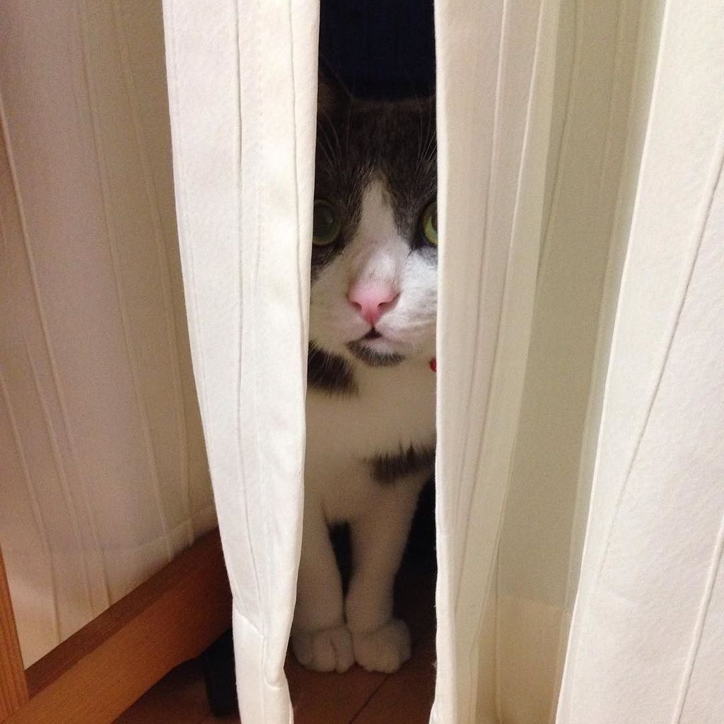 MaaunTheCat's tweet photo. 鼻ピン野郎め！ (鼻がピンクでめっちゃかわいいな！)
#こいも #こいモフ #きゅの #はちわれ #ハチワレ #にゃんすたぐらむ #にゃんこ #にゃんだふるらいふ #猫 #ねこら部 #ねこ部 #ふわもこ部 #グレシロ #ソックス猫… https://t.co/xQ7560WpID