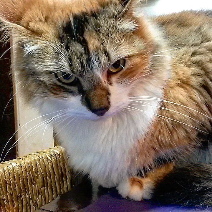 MaaunTheCat's tweet photo. Buen día Noelia!! #cats #catstagram #loverscats #sweetcats #pets #petstagram #buendia #goodmorning by fotonievas https://t.co/XPhMZ4F0Wi
