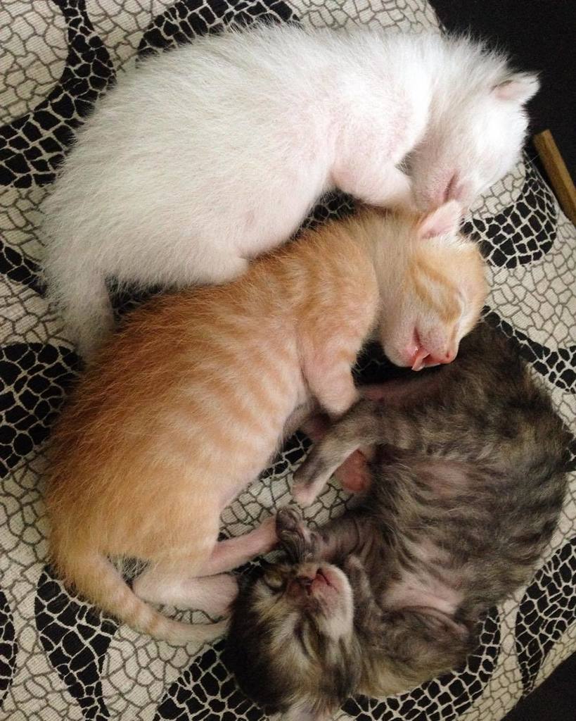 MaaunTheCat's tweet photo. Bom diaa!!! 🐱🐱🐱😻 #cats #babys #fofura #felizdia by vivian.knopp https://t.co/D1VIIemQBg