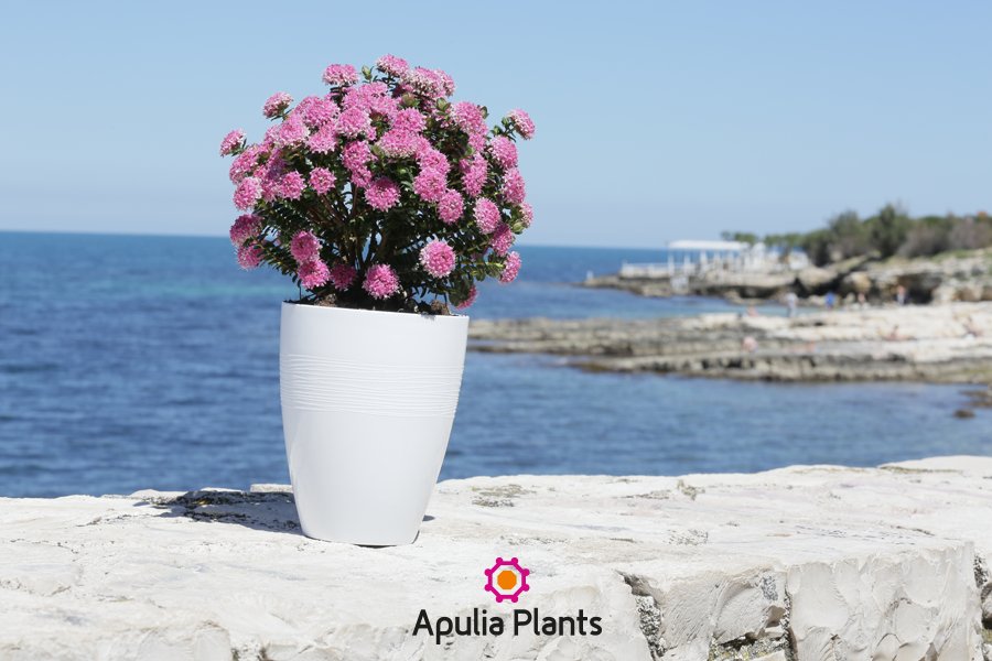 ApuliaPlants's tweet photo. Abbiamo una grande fortuna: il clima pugliese dona alle coltivazioni qualità e bellezza https://t.co/PlCWSHHlp2 https://t.co/bmKnPCEJTb