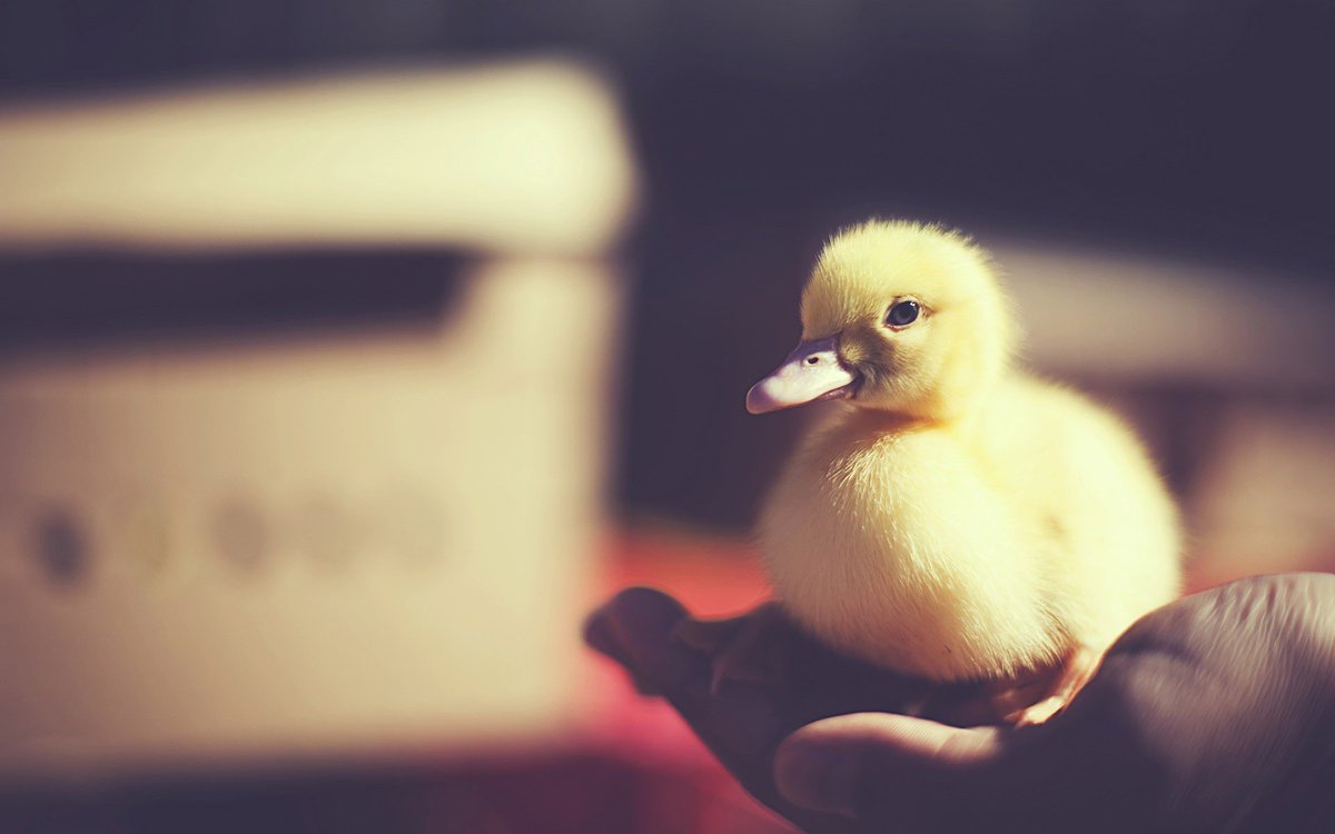 Zoo100 (@zoo100ru) on Twitter photo 