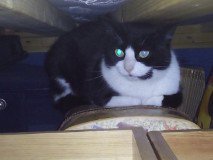 CATFrome's tweet photo. Two of our cats awaiting adoption https://t.co/NFgQHEHCYN