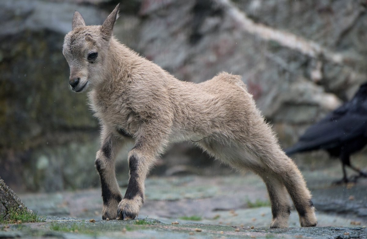 dpafotograf's tweet photo. Steinbocknachwuchs im #Zoo#Frankfurt https://t.co/qeRja9pJSl