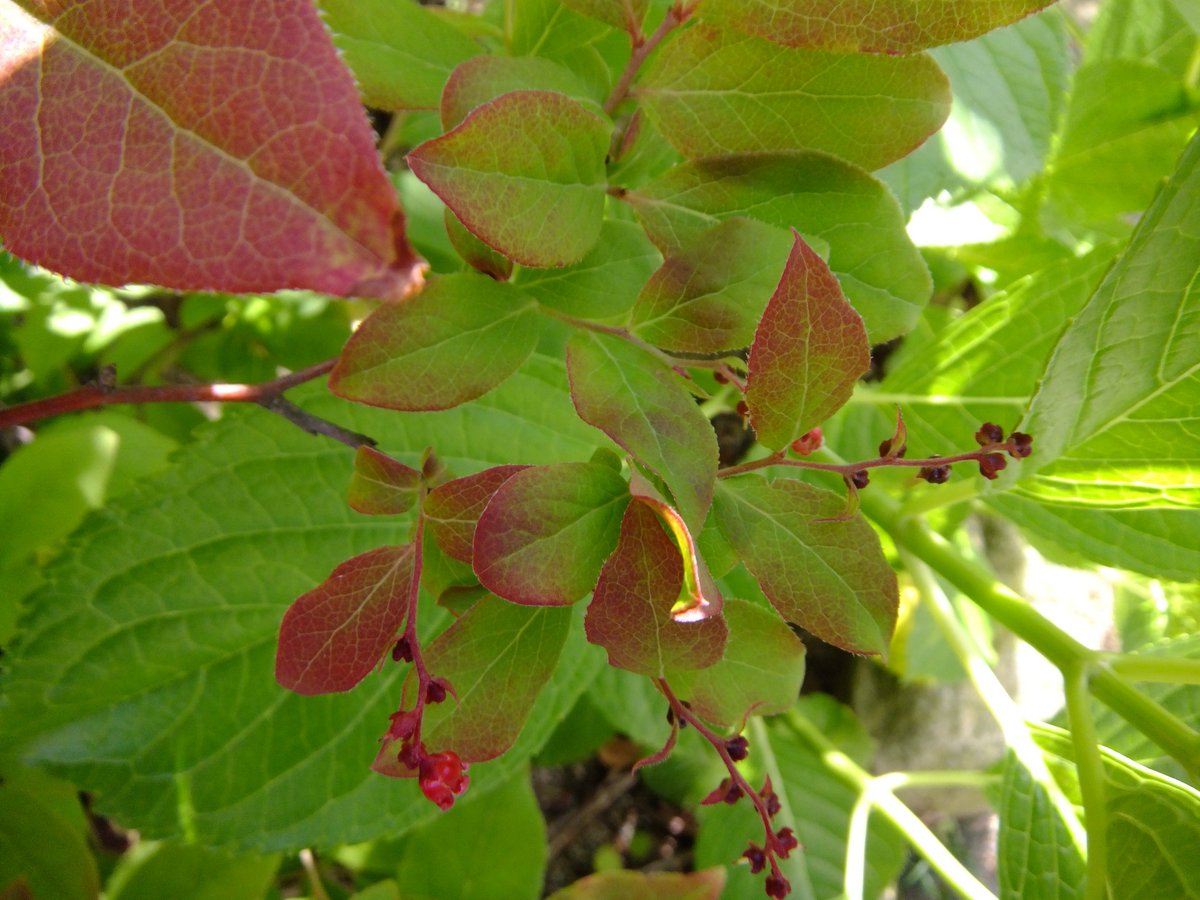 5ｃｍ盆栽 ナツハゼ 好きですが挿し木で増えないのが残念です 実生ですか 実生だけですか 似た感じのウスノキ ヤフオクで購入 は株分けで増やせたんですが 流通しにくい 少なくとも福岡近郊 理由でもあるんでしょうか