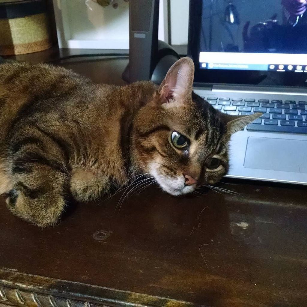 I stopped petting her for a second ift.tt/1UdLVYD