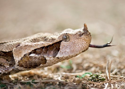 ななめ ガボンアダー 悪役面もかっこいいクサリヘビ科 Viper の毒蛇 5cmにも達するという毒牙は毒蛇の中でも最大 毒の種類は出血毒で噛まれたら処置しなければまず死ぬ 画像検索の際はくれぐれも自己責任で 秘密にしておきたかった生き物