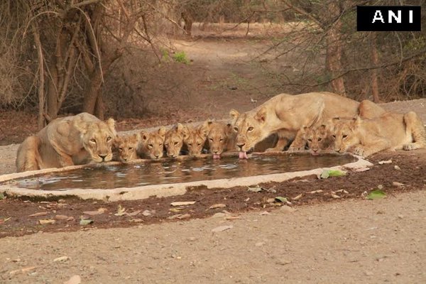 #photooftheday: Asiatic lions at a watering hole in Gujarat's Gir National Park
Pic courtesy: ANI