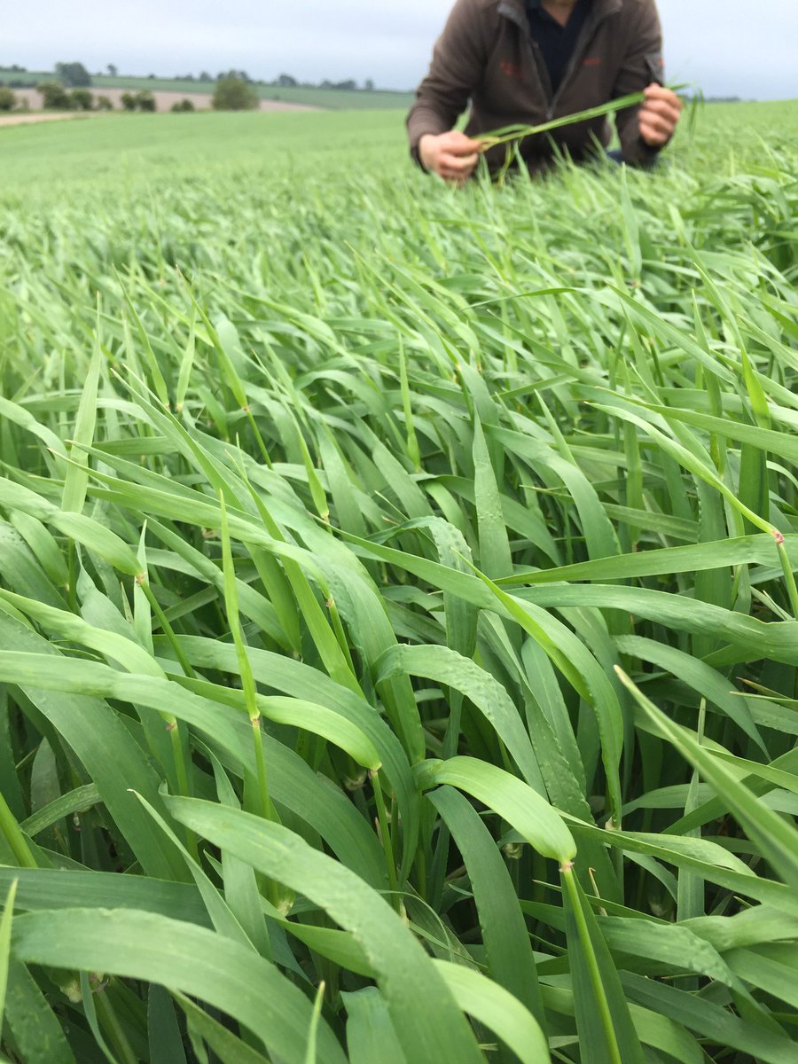 TJex_RegenAg's tweet photo. Propino Spring barley on continuous Spring barley system with flag leaf out looking fantastic @olihillFW https://t.co/8nIdyrUppE