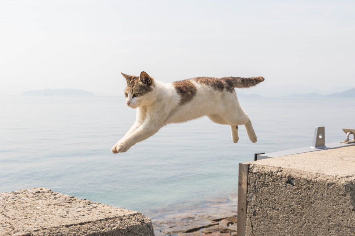 ゆた En Twitter 飛び猫ぴょーん とびねこ ファインダー越しの私の世界 写真の輪を広げよう企画 写真好きな人と繋がりたい 写真撮ってる人と繋がりたい T Co Lrco4pooat Twitter ゆた En Twitter 飛び猫ぴょーん とびねこ ファインダー越しの私の世界 写真の輪を広げよう企画 写真好きな人と繋がりたい 写真撮ってる人と繋がりたい T Co Lrco4pooat Twitter