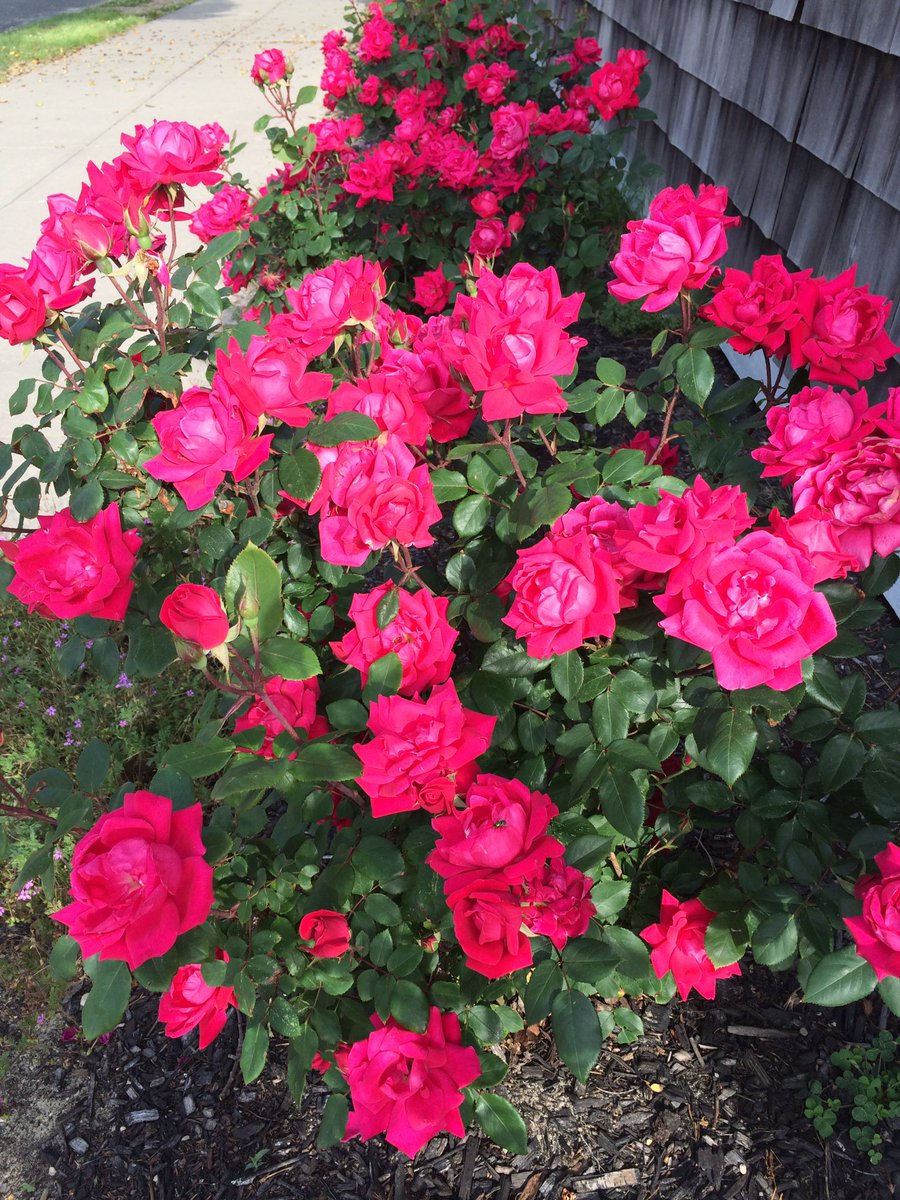 LillyLibrary822's tweet image. Thank you to #manasquanelks for donating these pretty roses; they are a few steps away from my #LittleFreeLibrary