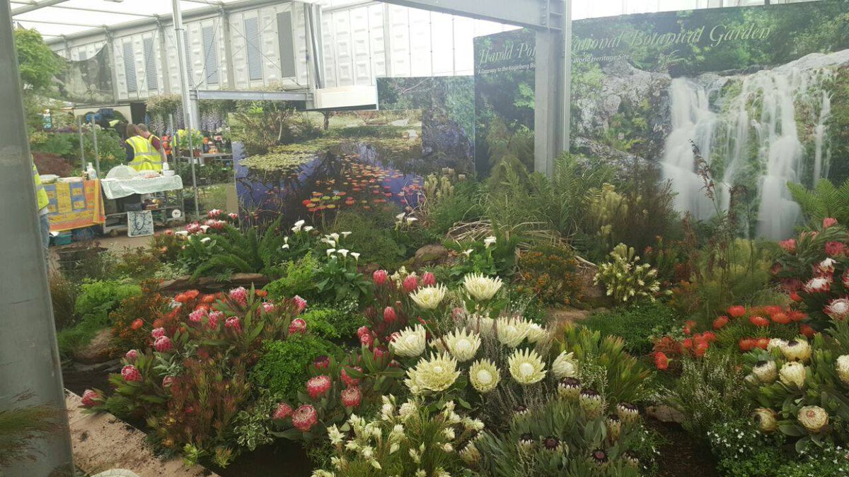 KogelbergBr's tweet image. #KBRC#ChelseaFlowerShow#London#Setup