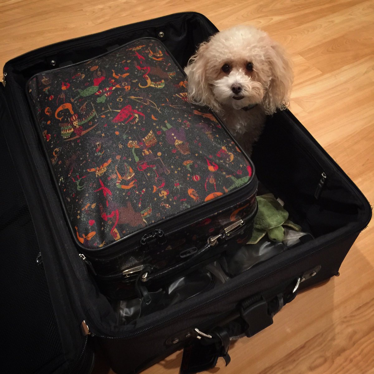 alyankovic's tweet photo. I’m leaving today for a four month tour.  I get the feeling SOMEbody doesn’t want me to go. https://t.co/BgVpjm2H7T