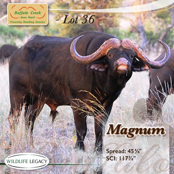 buffalocreekSA's tweet photo. Wildlife Legacy Auction, 18.06.2016, Wildswinkel Auction Hall, Bela Bela. #WildlifeLegacy #BuffaloCreek #WildsWinkel https://t.co/h9eraG7RPd