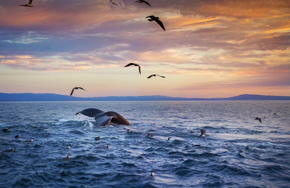 lonelyplanet's tweet photo. From beaches to majestic landscapes, here are our top 25 experiences in #California: https://t.co/gh2HJAv02o https://t.co/TJTofeaqr8