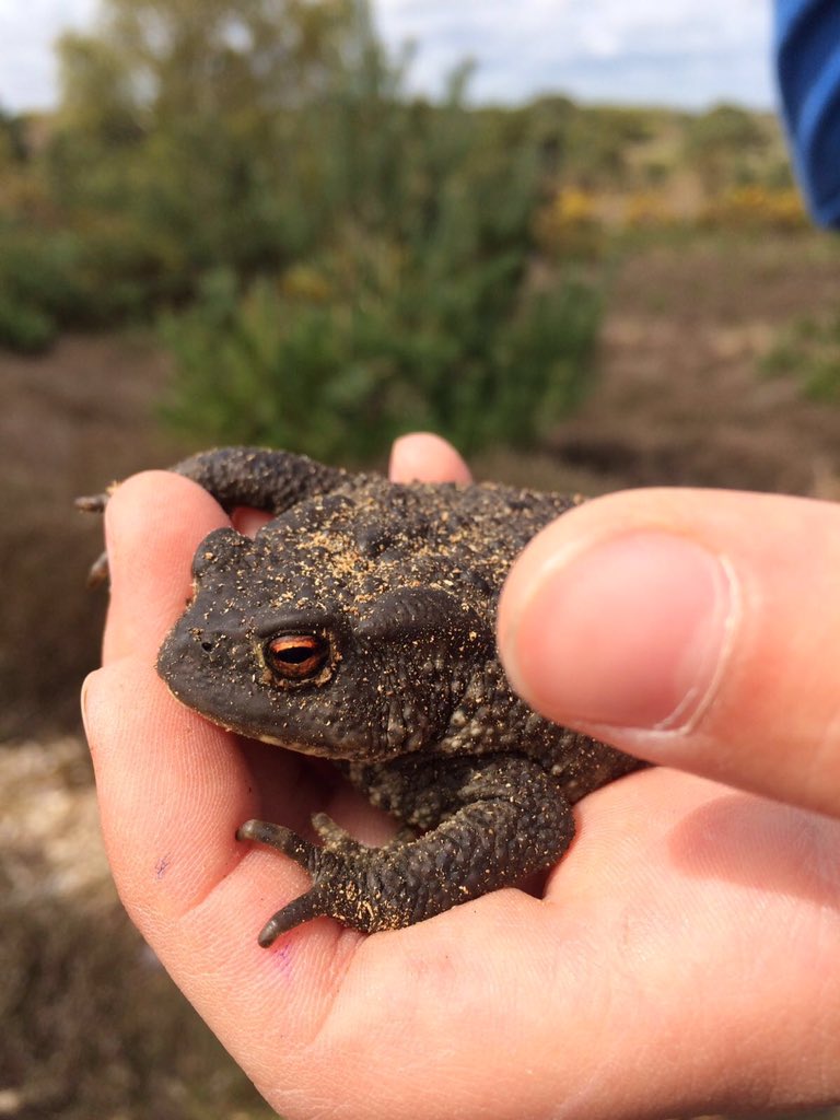 PaulaCollins15's tweet photo. @BBCSpringwatch a slow worm and a toad my son caught @RSPBArne #Springwatch #toad #slowworm #bbcspringwatch https://t.co/hf8v4w9Ahl