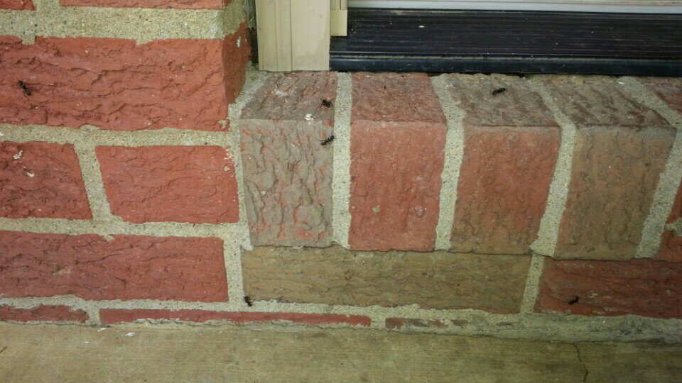 JohnZarlino8's tweet image. Collecting Amy's Food.  She loves chocolate covered ants. @buildersclub2  @CinemaCity... swarmapp.com/c/3hvZ5MsLKau