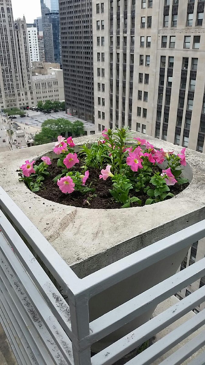 CSChicagoHotel's tweet photo. The flowers are out and the views from our Balcony rooms like no other. Time to come out and visit Chicago! https://t.co/EjdtvH1H48
