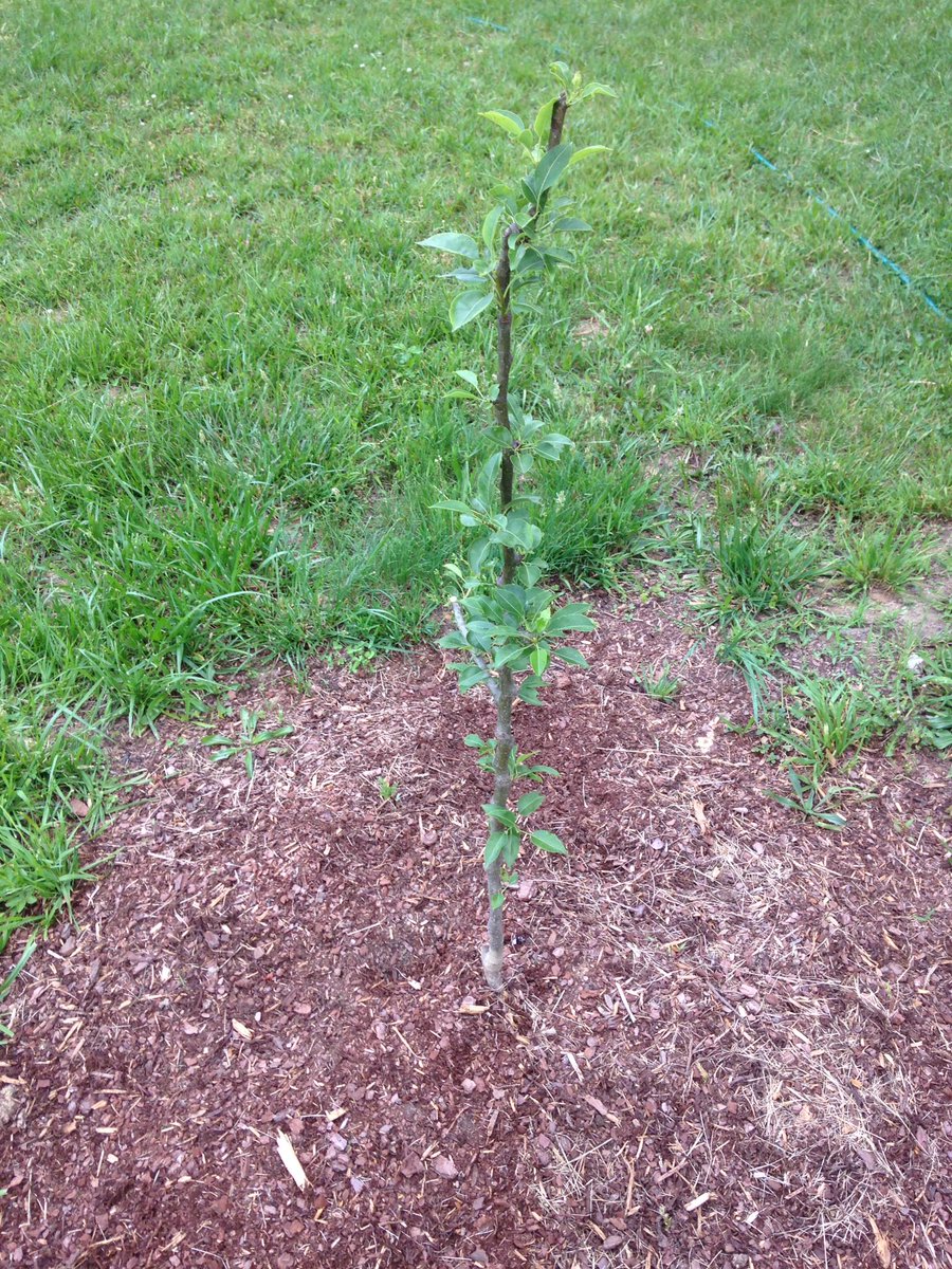 SamClemensFarm's tweet photo. Our pear tree is growing. Now all we need is a partridge. #katelovespuns https://t.co/cPksOP9ZFj