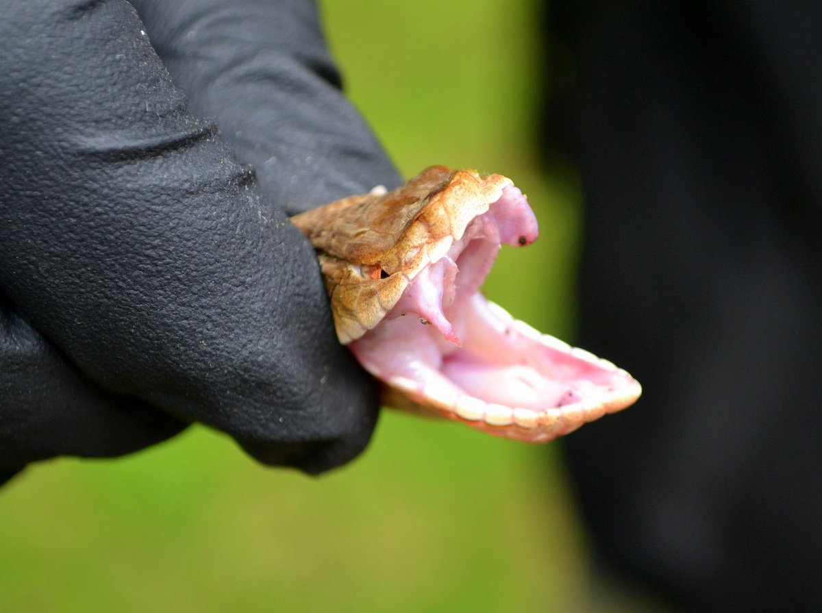 tomreganWSB's tweet photo. Landscaper describes painful encounter with a Copperhead snake. Why doctors decided against using antivenom@4:10 https://t.co/ZhAHXQyIXh