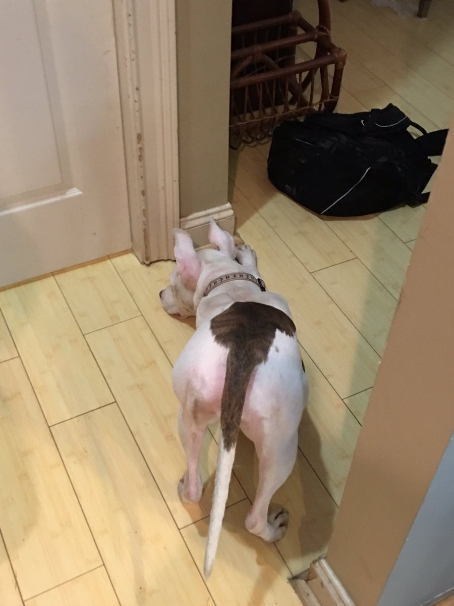ChelsWill23's tweet photo. Face down ass up ππ€π½ #archthatbackchallange https://t.co/Cscty2Vj31