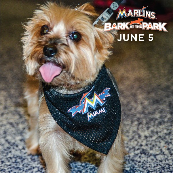 miami marlins dog jersey