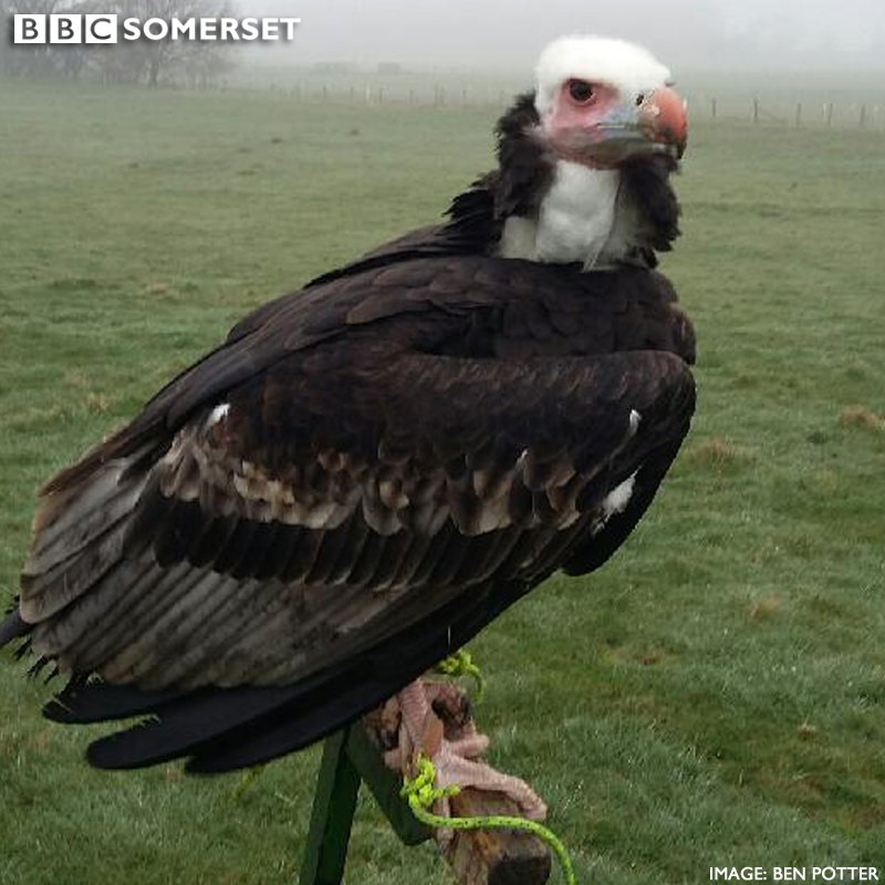 Anyone seen a vulture? 

Arthur's gone missing at the Royal <a href="/BathandWest/">Royal Bath and West</a> Show. If you see him call 07849 846 053.