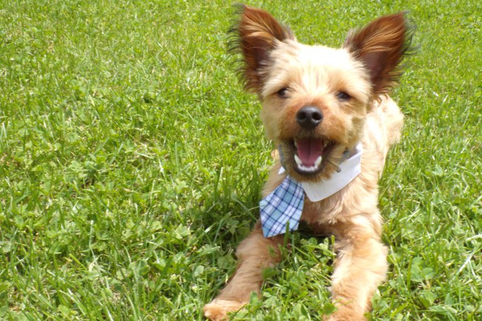 I&rsquo;m back! https://t.co/bKACrJqOGB https://t.co/MCXmc0ok21<a href="/tag/yorkie"class="tags"><span>#yorkie</span></a><a href="/tag/bubba"class="tags"><span>#bubba</span></a><a href="/tag/lovemyyorkie"class="tags"><span>#lovemyyorkie</span></a>