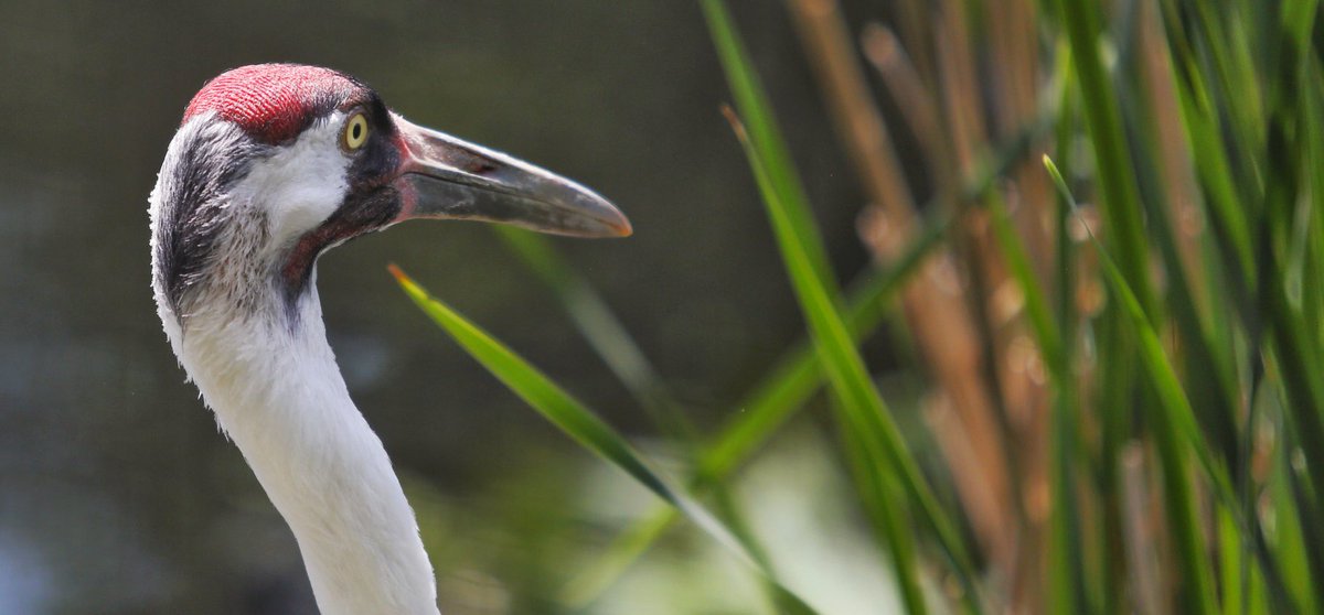 maryschwalm's tweet photo. Wow #stonezoo supports #OperationMigration aircraft that lead captive-hatched #whoopingcranes on their 1st migration https://t.co/yHGjH1COue