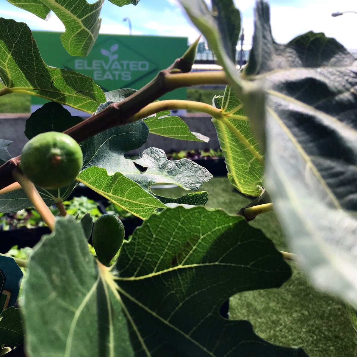 FrankFerragine's tweet photo. My family favourite growing at Elevated Eats test farm @yorkdalestyle #elevatedeatsyorkdale #figs #foodtogrow https://t.co/ClPH9n1w3D