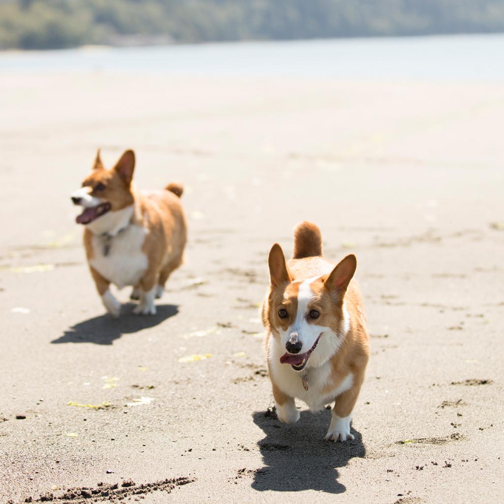 PetSmart's tweet photo. June is #GreatOutdoorsMonth. TELL US: What's your favorite outdoor pastime with your pet? https://t.co/pVNpivNeUc