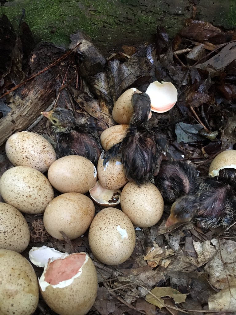 ErinQuinlan4's tweet photo. Newly hatched Turkeys!  #WakeForestWildlife https://t.co/ZphMAJqbGk