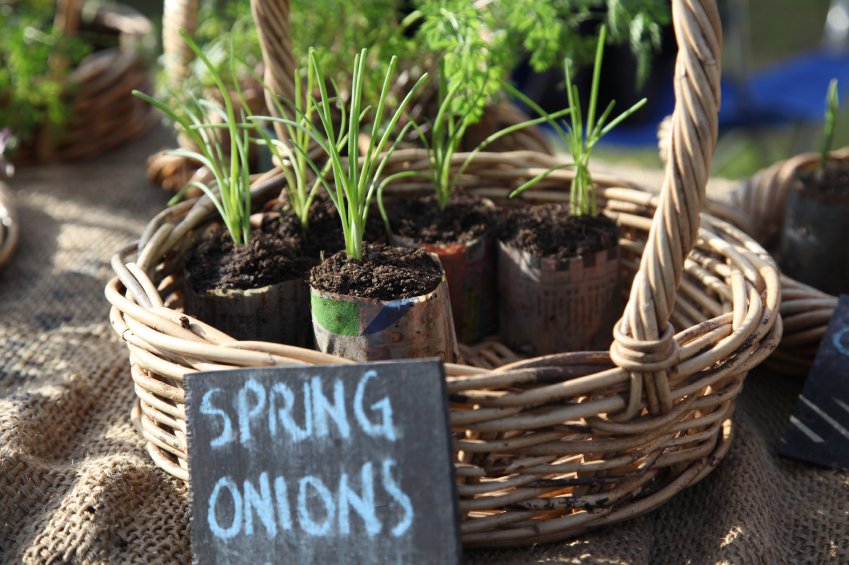 GroMorIreland's tweet photo. Planting spring onions? Don't plant near peas and beans as they don't grow well next to them #growingtip #gromor2016 https://t.co/gx89KYDniQ