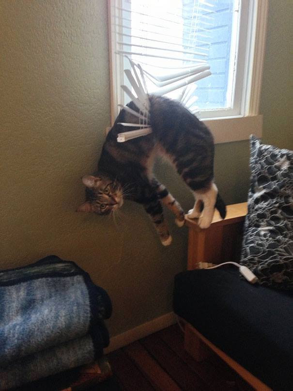 catnipapp1's tweet image. This is what happens when #mommy leaves #me #alone. #kitty #stuck in #blinds #CatsOfTwitter #funny #cats #lolcat