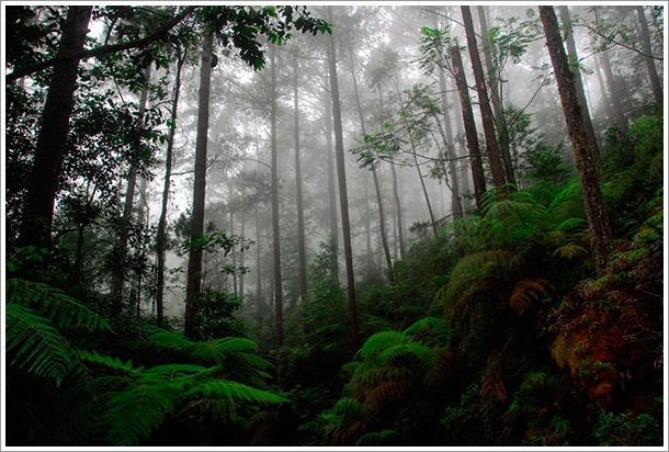 tinglado's tweet photo. Javier Escajedo presenta "Bosque lluvioso", lectura para el aula con actividades educativas. https://t.co/kbST4TGDAS https://t.co/eCo5BxYyW2