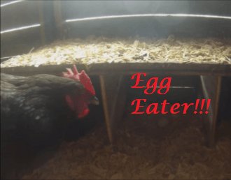 terraganics's tweet photo. Caught on camera…our EGG EATER!! https://t.co/S4AOgxVEp9 https://t.co/TexKEC1CL5