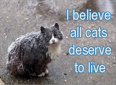 OlekeBolekeKnol's tweet photo. @20committee @DarthPutinKGB Now if only @EmbassyCat can be freed from the clutches of the Dark Lord https://t.co/hhYnOL794m