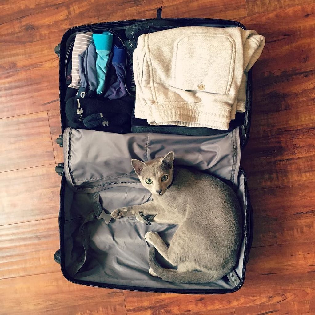 ReallyCuteCats's tweet photo. I iz packed and ready to go! 
#suitcasecat #catsuitcase #travelcat #cattravels #catsofinst… https://t.co/DWnUvsI7Dy https://t.co/cf4gDVULg6