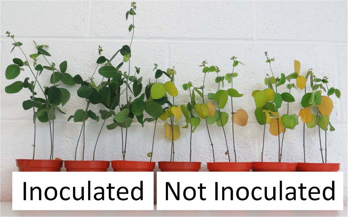 We're looking for an enthusiastic student to aid our research of plant beneficial seed treatments. Message us now!