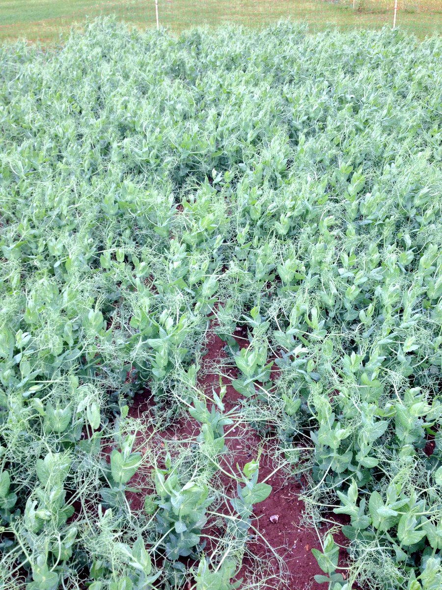 rhysjonesagric's tweet photo. Our @CerealChallenge peas are looking grand! Two weeks today and we'll know exactly how good they are 🤔👍🏻 #Peas2016 https://t.co/BcoiCG4X8B