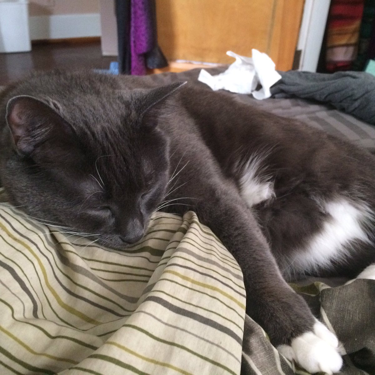 xDrMittens's tweet photo. Zzz. #cats #drmittens #CatsOfTwitter https://t.co/PNU112bAPU