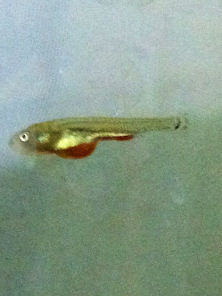 SScottFish's tweet photo. Hectic day tending my brood in the hatchery &amp; checking plankton in the fry ponds. Nearly time to wish them luck ! https://t.co/FVfkRwh2eu