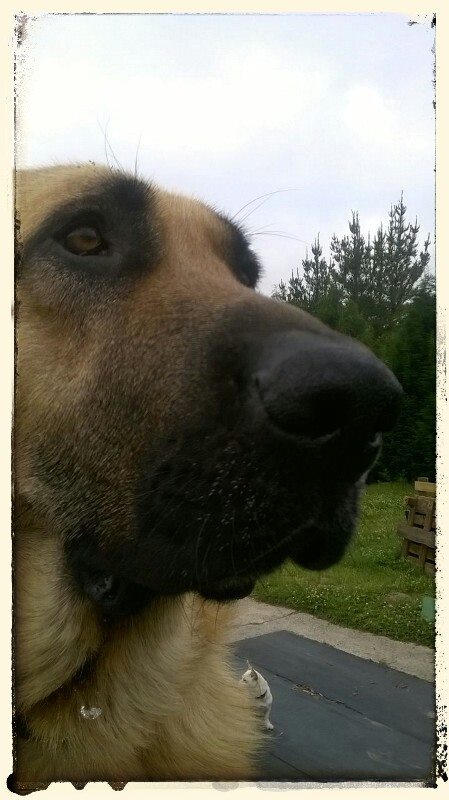 HuellasTineo's tweet photo. Conoce a Zarpas, nuestro mastín de gran corazón #adopta  #Asturias https://t.co/DnUbyoXuNh https://t.co/zdqtOVZKlp