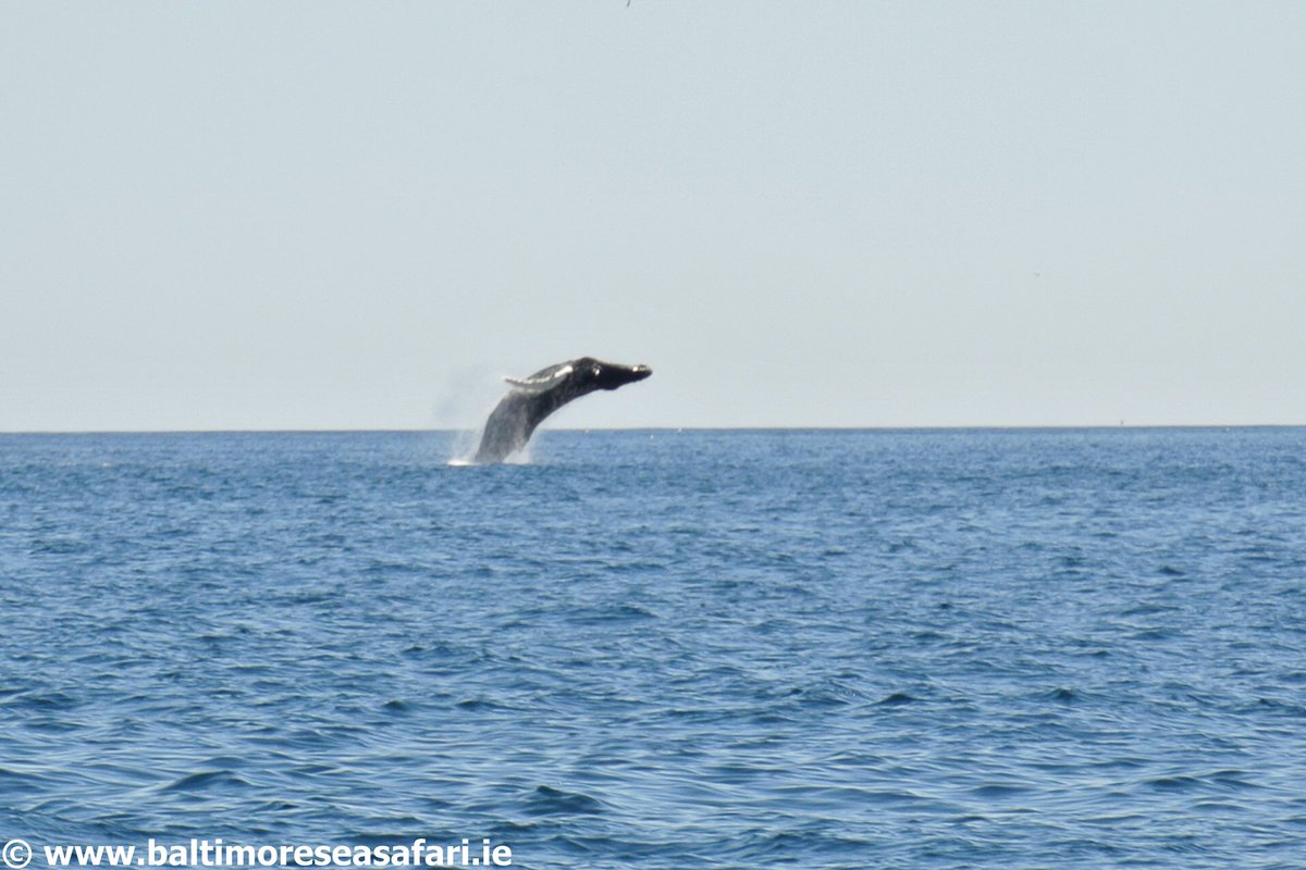 #Humpback #whale #breaching off #Baltimore #WestCork @SouthernStarIRL @IrishTimes @irishexaminer @AfloatMagazine
