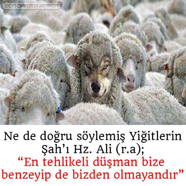 atar_gl's tweet photo. Hikaye hep ayni,
Koyunlar !Ve iclerinde bir tane cakal!! https://t.co/lm7O85Sm27