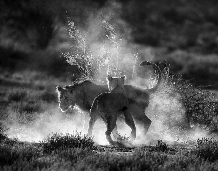 Tips and Tricks For Black and White Wildlife Photography: goo.gl/5ZjU5h #WildlifeWednesday