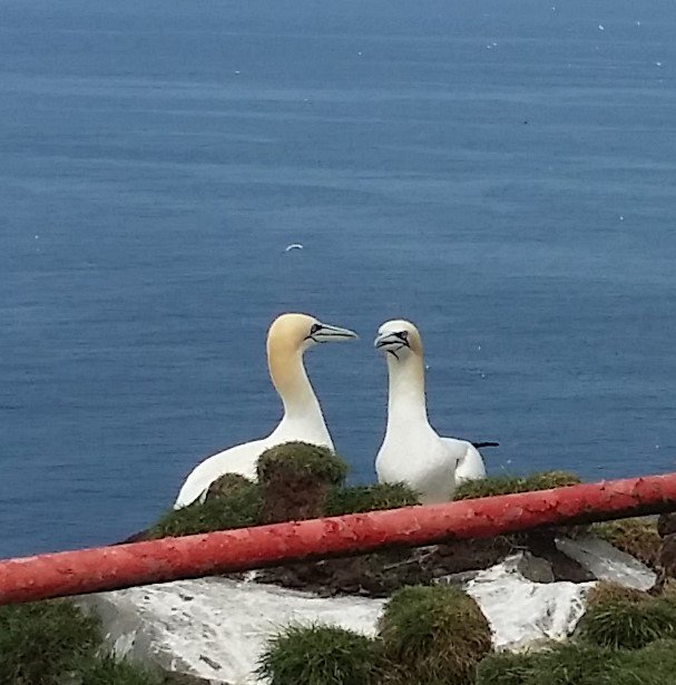 Gannets nesting on the Bull Rock, Ireland's 3rd largest gannet colony #WestCork #WildAtlanticWay #SeabirdSurvey2016