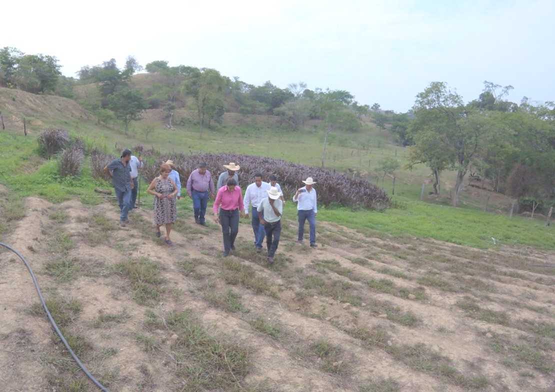 narcedaliarmz's tweet image. Reunión de trabajo en Amatepec, Edo de México con representantes de 29 OSSE&apos;S para revisar avances proyecto caprino