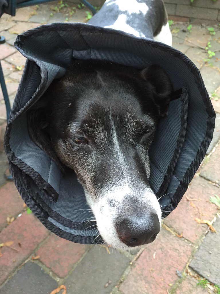 ThatDogOlive's tweet photo. I look like a flower! https://t.co/s1G8x7FeCd