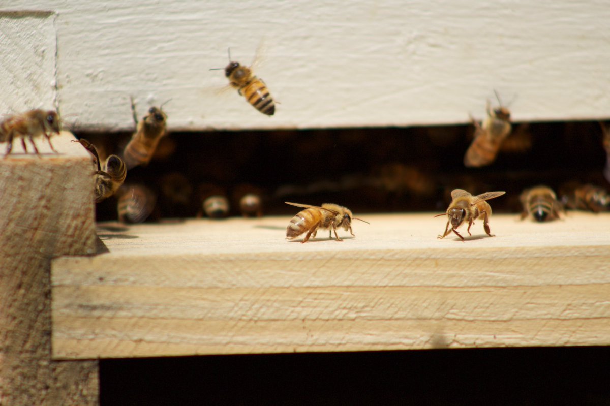 Food_Artisan's tweet image. Pollination in full-swing @SaltboxFarm